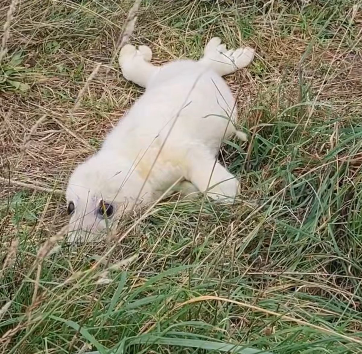 boy why are you in the grass!! GO TO THE OCEAN!!!
