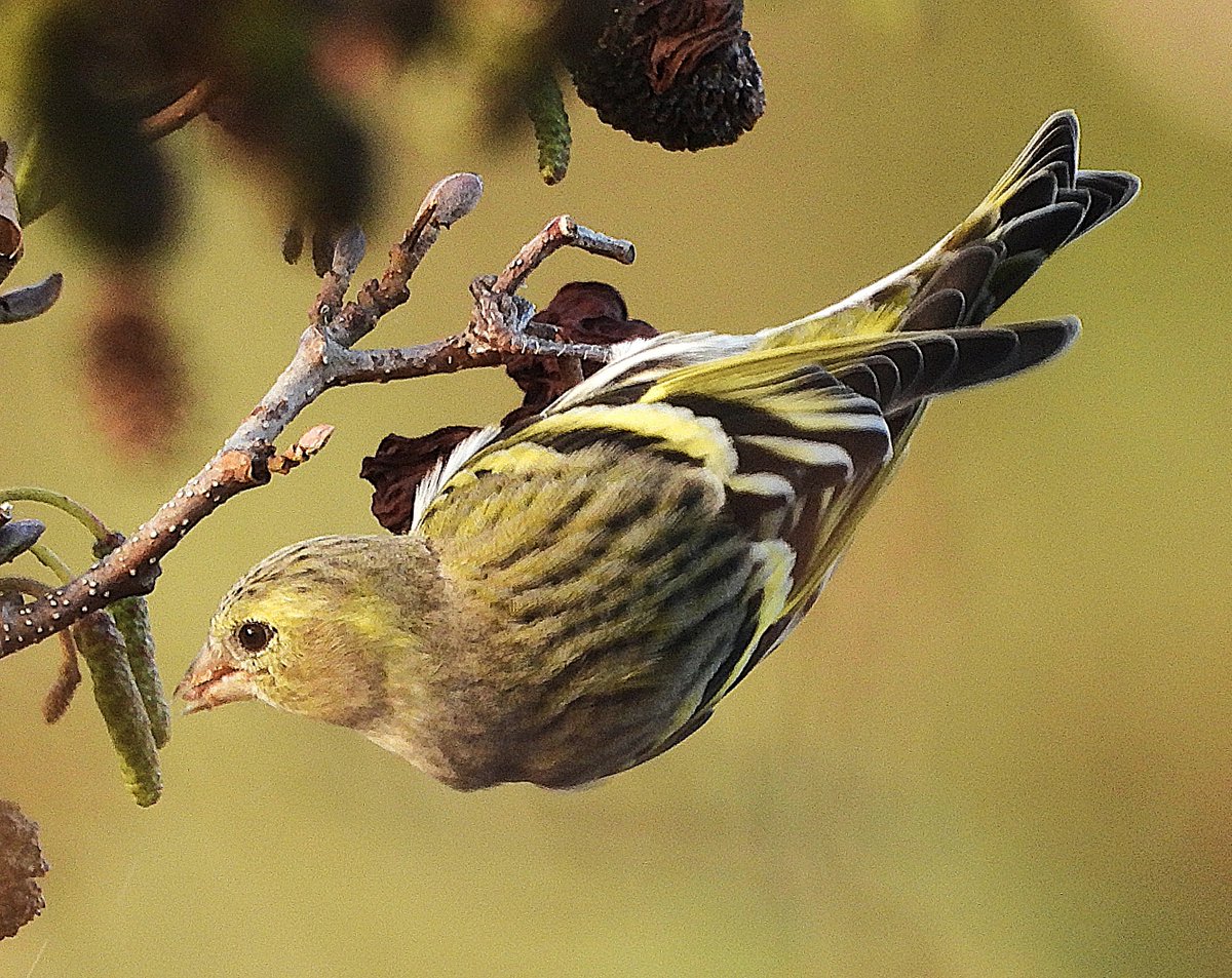 Siskin foraging on hazel by the River Add, Argyll