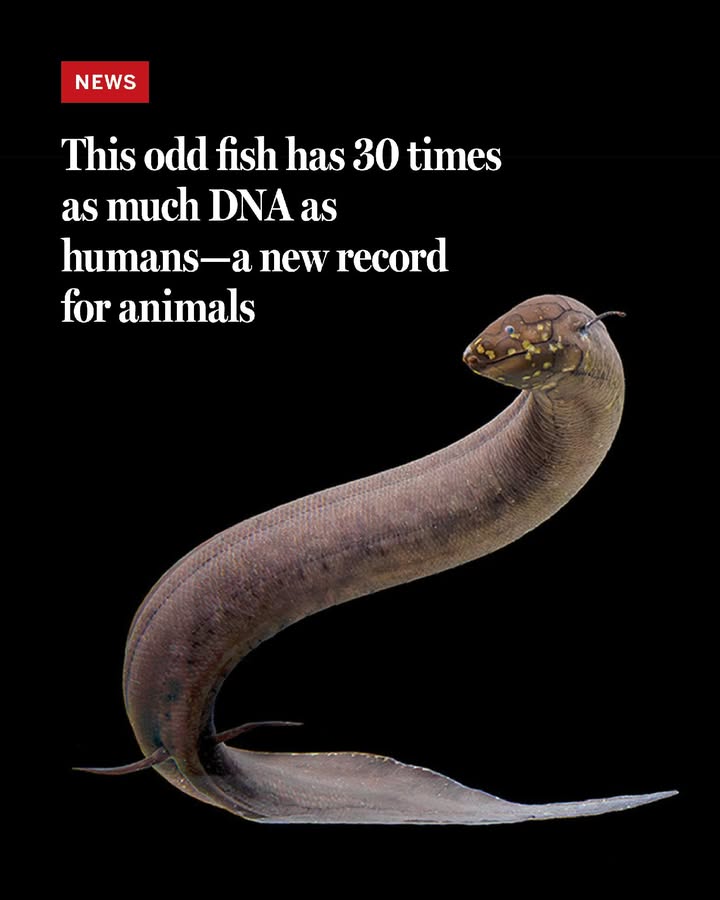 A species of lungfish found in South America has claimed the title of the animal with the biggest genome sequenced so far.

Learn more: scim.ag/4gYcMuY #ScienceMagArchives
