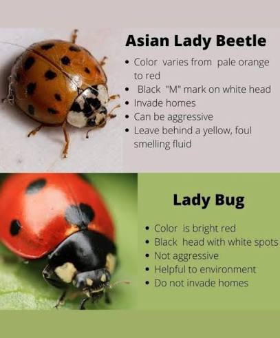 "Invades homes."
"Can be aggressive."
"Leaves behind a yellow, foul smelling fluid."

The Jeetle.