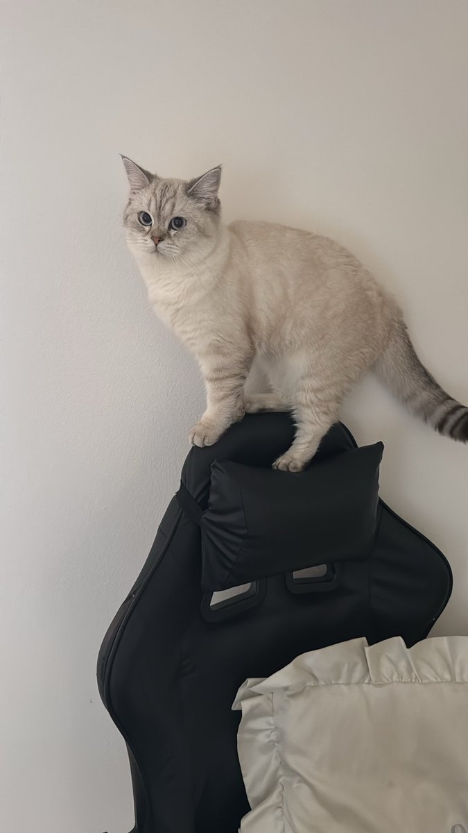 At the end top 16 in Milan regional .. the deck is strong and solid over the jungle meta.. thanks to all for the cheers and the 2 incredibile days.. now let’s hunt the serial zoro👀
Swiss 8-2 
Zoro🟢
Shanks 🔴( no big drop )
Kid yellow 🟢
Sanji Red 🟢
Ray🟢
Kalgara 🟢
Gp🟢
Bonney