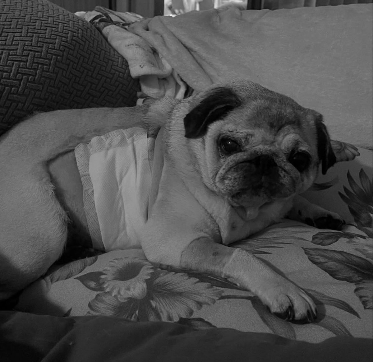 Robert Irwin tweet media