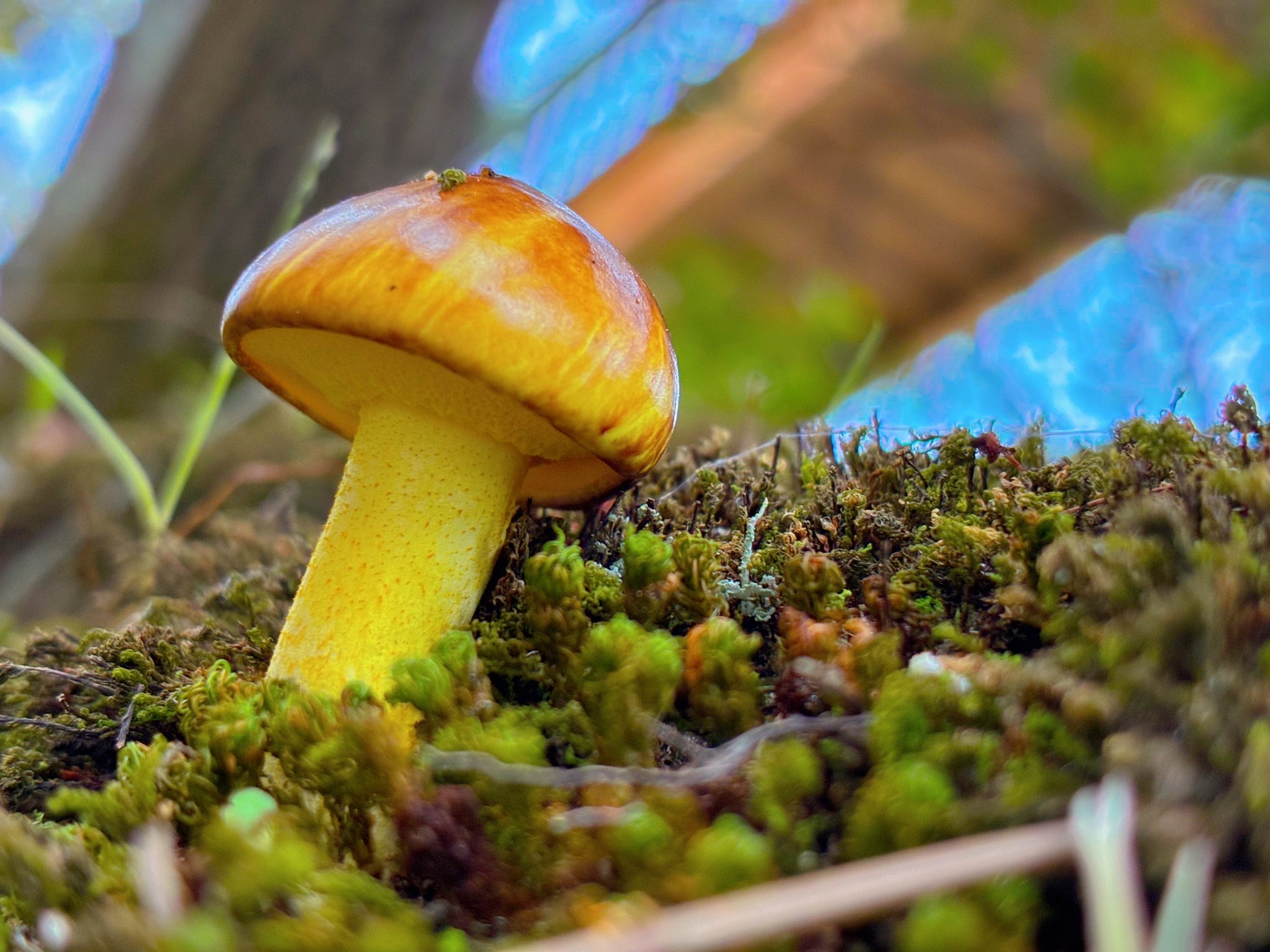 どんぐりころころ♡ どんぐりころころ おもちゃ｜木のおもちゃ通販｜Comomg（こま