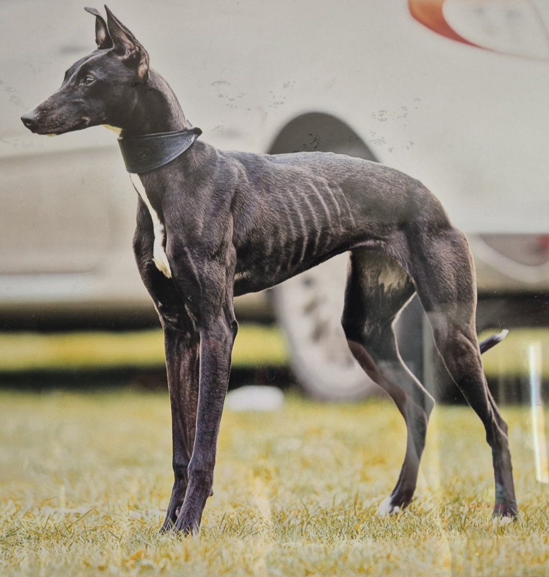 🆘7 OCT 2025 #Lost Raven #ScanMe
Black &amp; White Lurcher Female
#BalsallHeath #Birmingham #WestMidlands #B12
Really nervous around strangers as she has littermate syndrome usually has pointy ears but will put them back when scared😢
doglost.co.uk/dog/200390
