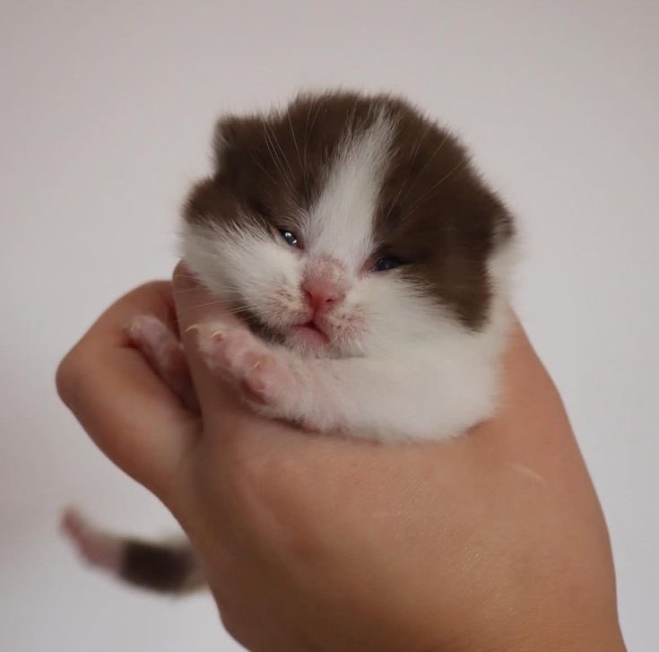 Seals gouache and watercolours #fatcat