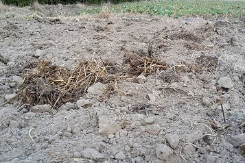 🟢Zmiana w dopłatach na 2025 r. Wyższe stawki za ekoschematy obszarowe. Więcej informacji tutaj ⬇️ 
agropolska.pl/pieniadze/zmia…