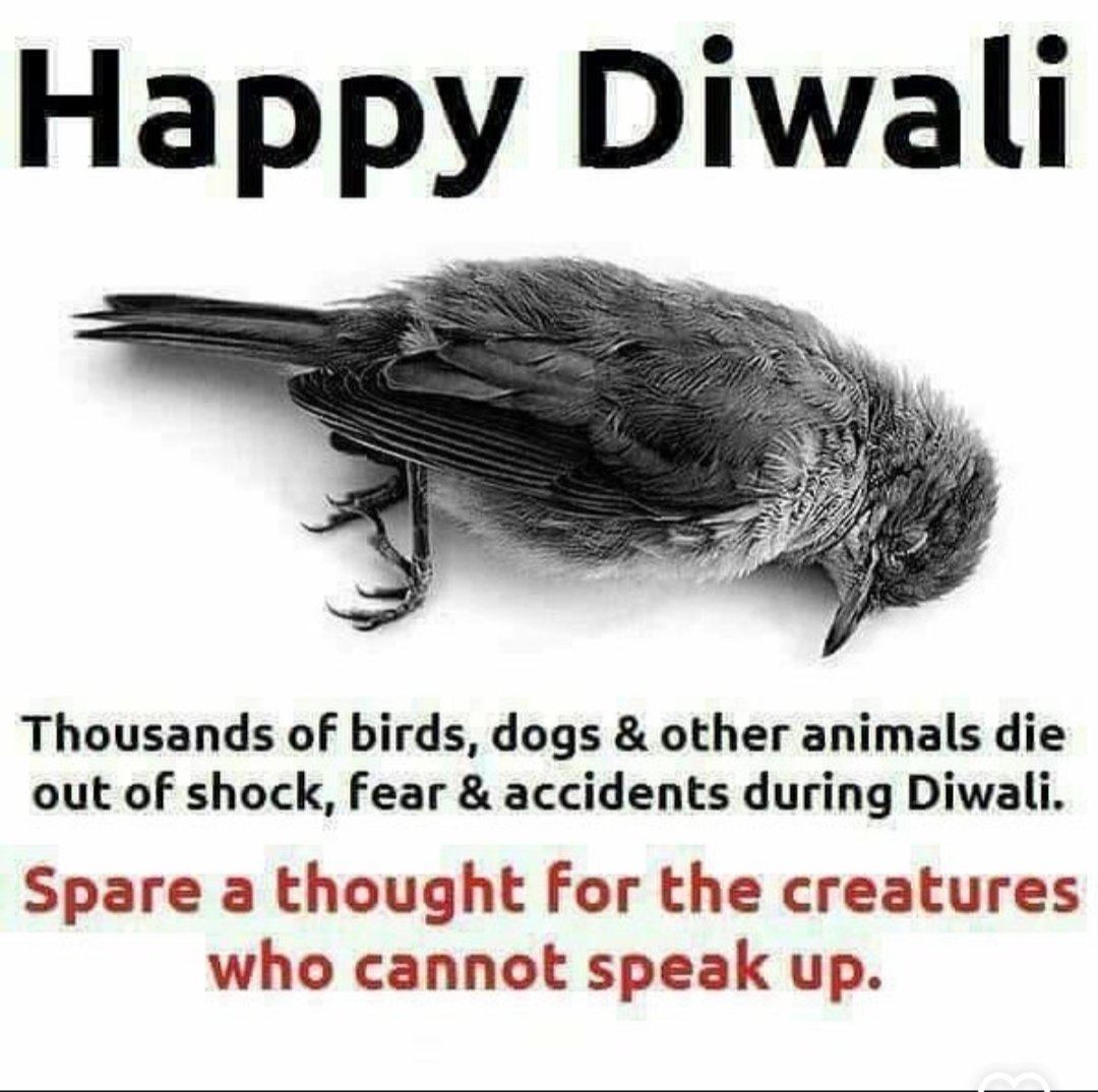 ✧DΞVIし✧ (@sonam_t26) on Twitter photo Birds crash into walls, trees, even oceans due to disorientation from cracker blasts. They die mid-flight. 🕊️💔
<a href="/Greenpeace/">Greenpeace International</a> <a href="/UNFCCC/">UN Climate Change</a>
#SayNoToCrackers #FirecrackerBan #CrueltyFreeDiwali Birds crash into walls, trees, even oceans due to disorientation from cracker blasts. They die mid-flight. 🕊️💔
<a href="/Greenpeace/">Greenpeace International</a> <a href="/UNFCCC/">UN Climate Change</a>
#SayNoToCrackers #FirecrackerBan #CrueltyFreeDiwali