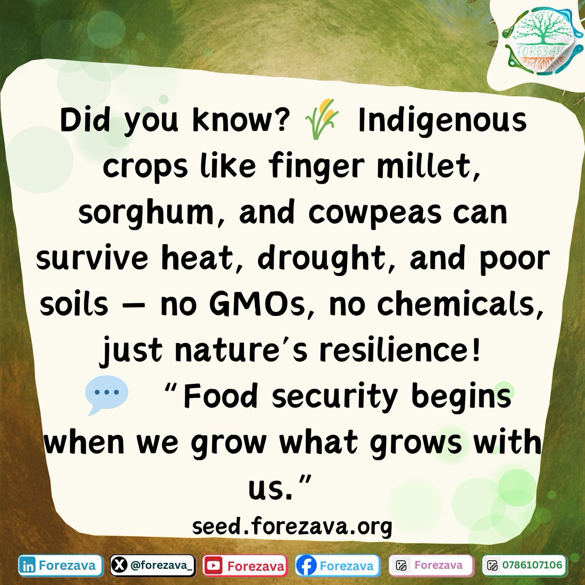 forezava_'s tweet image. Did you know? 🌾 Indigenous crops like finger millet, sorghum, and cowpeas can survive heat, drought, and poor soils — no GMOs, no chemicals, just nature’s resilience!
💬 “Food security begins when we grow what grows with us.”
#ForezavaFacts #LocalSolutions #Youth4Climate