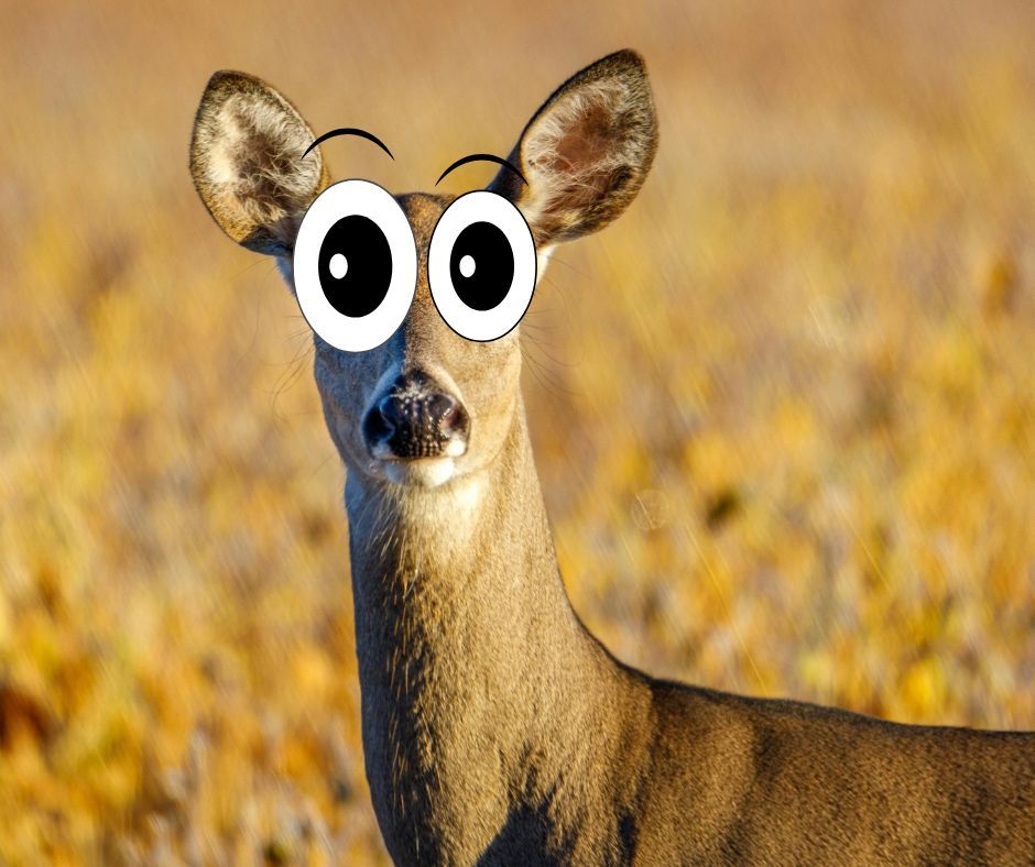 LOOK OUT! Fall is here and that means it's time to be extra cautious for wildlife on the roads.

When driving early in the morning or evenings be sure to take extra precaution for wildlife.  

#SDDOT #SD511