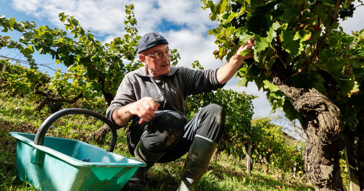À l'heure des vendanges. "Je suis en train de réaliser mon rêve" : Benoist Gérard, l'époux de Mimie Mathy, a quitté la cuisine pour ses vignes
➡️ l.ledauphine.com/XYG