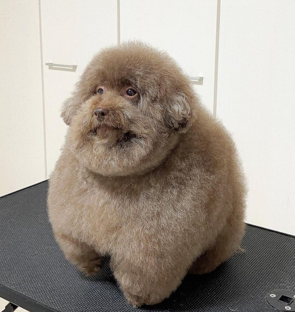 Chief ⚔️ ‼️ (Dinosaurs Are Real) (@chiefofisaac) on Twitter photo 