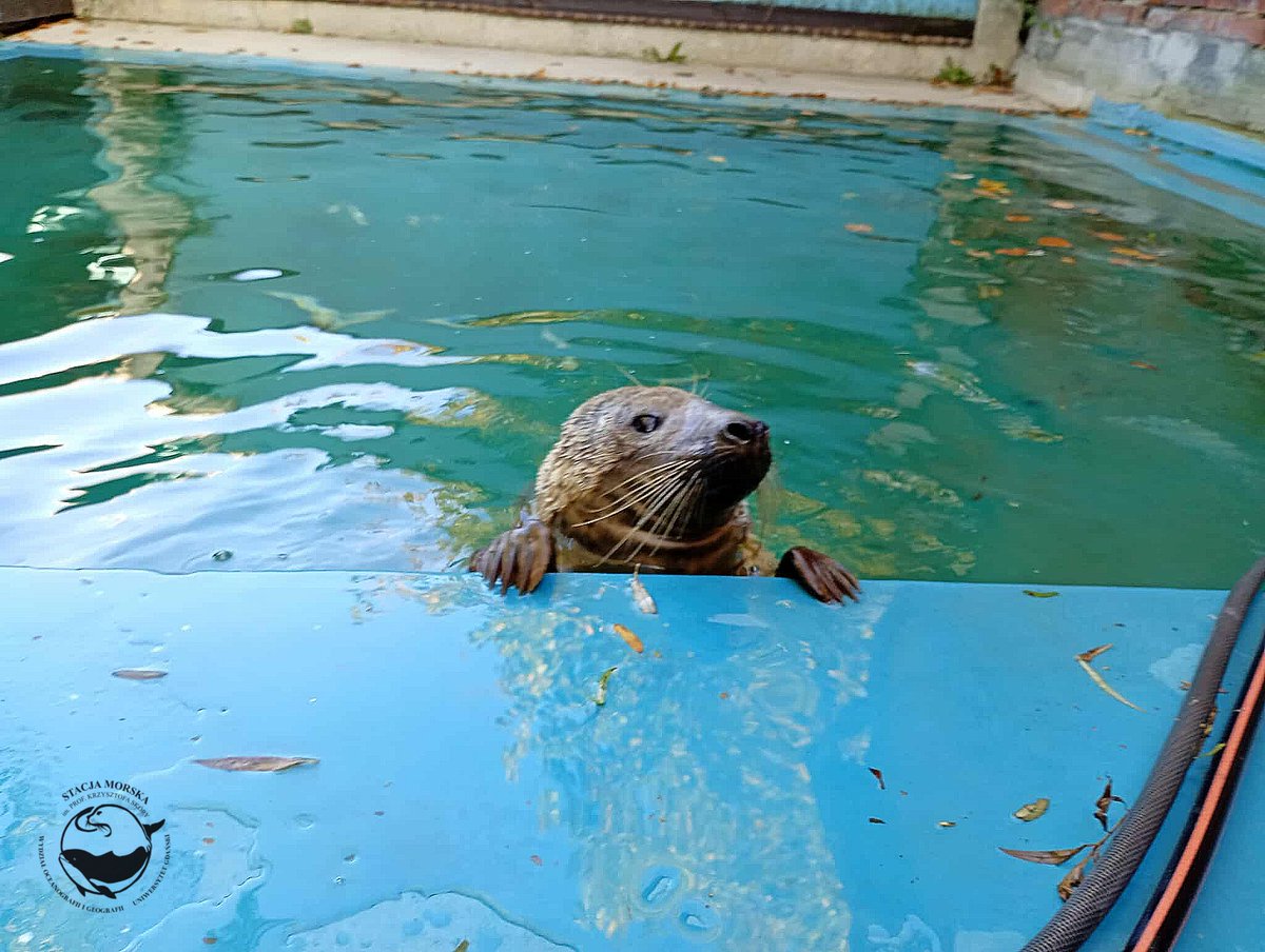 Smołek. Dzielny z niego pacjent, ale wciąż wymaga leczenia i rehabilitacji. Trafił do nas bardzo późno, 26 lipca. Trzymajcie kciuki za Smołka. Pomóc można na ratujemyzwierzaki.pl/fokarium