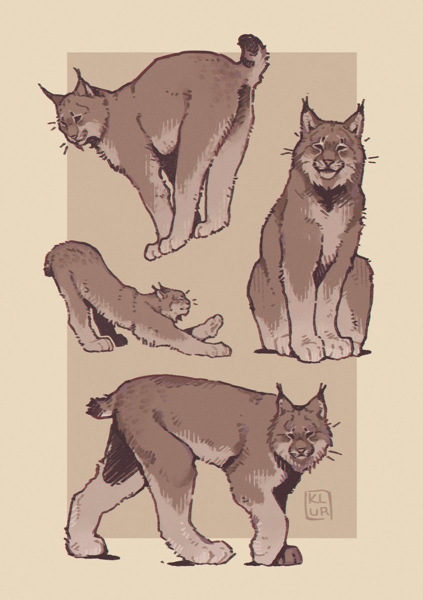 klur_arts's tweet image. Little warm up study of lynx before work because they&apos;re neat ✨

#art | #study