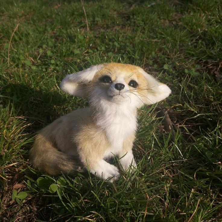Small fox, big heart 💛🦊