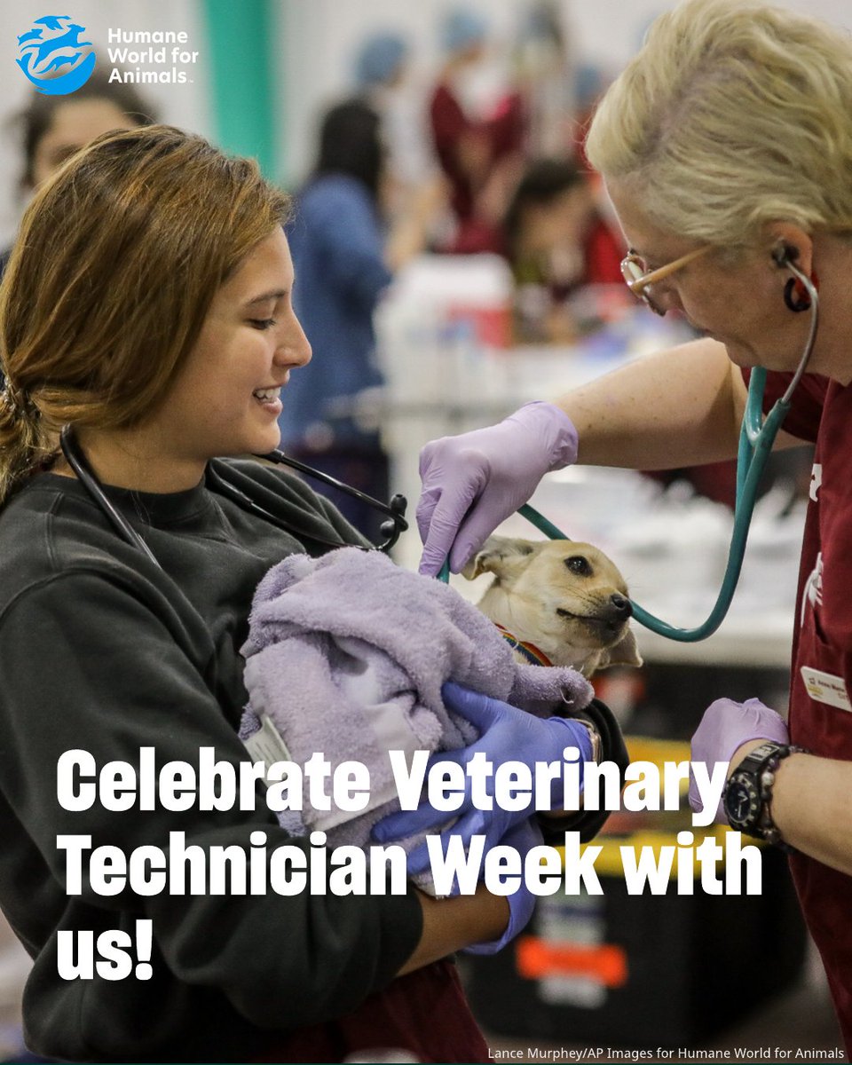 It’s National Veterinary Technician Week, and we’re celebrating the unsung heroes of animal care! 💙

Vet techs are more than support staff; they are vital caregivers, skilled technicians and compassionate advocates for animals every day. From clinical care to lab work to client