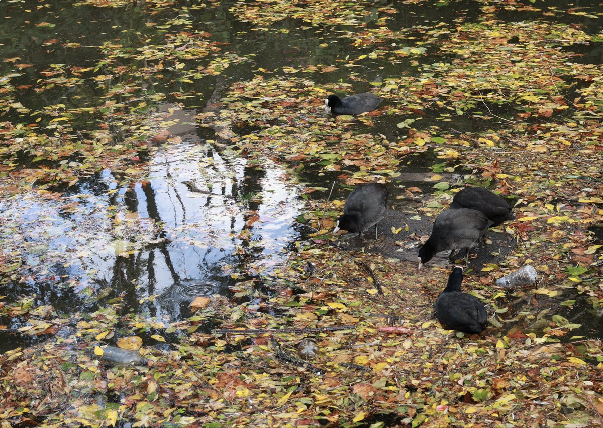 Autumn along Regents Canal