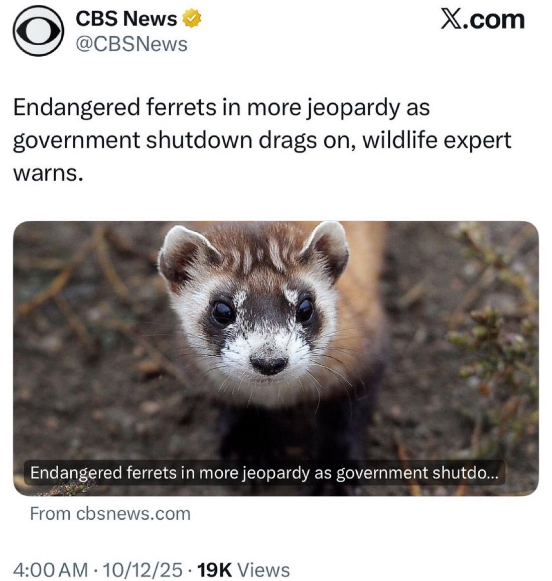LibTearCreator1's tweet image. 🚨 BREAKING NEWS!

Endangered ferrets are in jeopardy due to the Democrat shutdown.

How many people care about @CBSNews