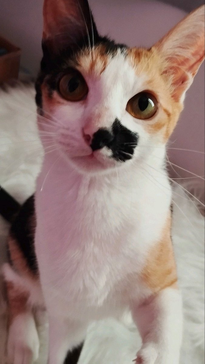 migatodinamita's tweet image. Manchitas.