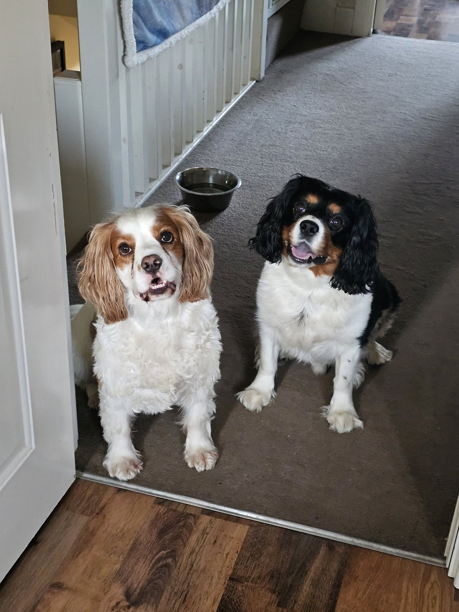 Jo ❤🐾🐾❤ tweet media