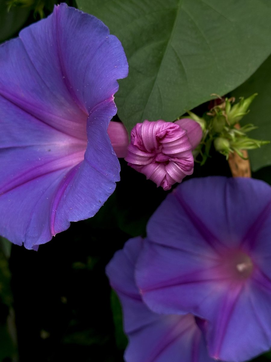 牵牛花还有个名字 夕颜