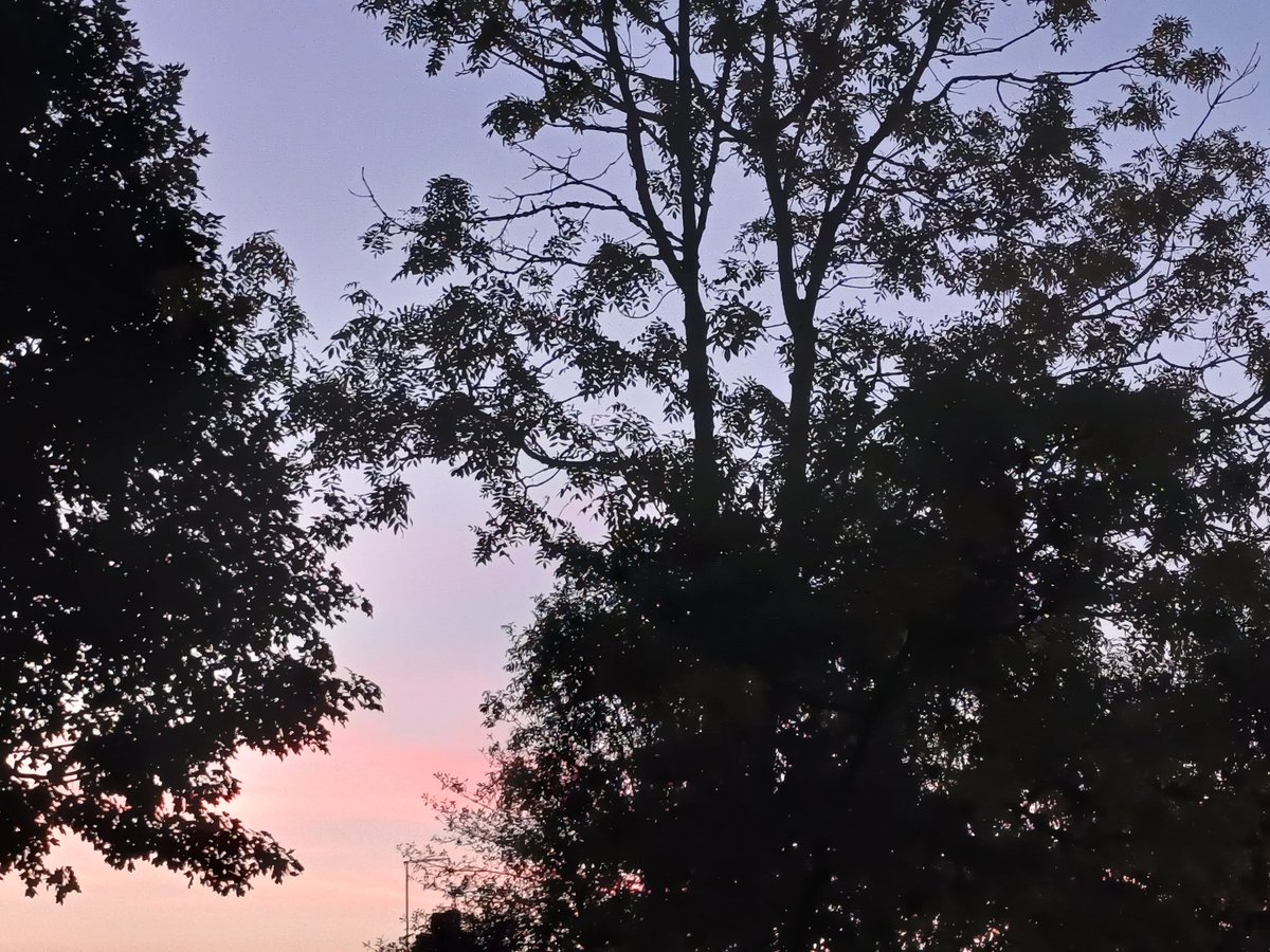 handsofmagic's tweet image. A setting sun #TreeClub @WoodlandNomad