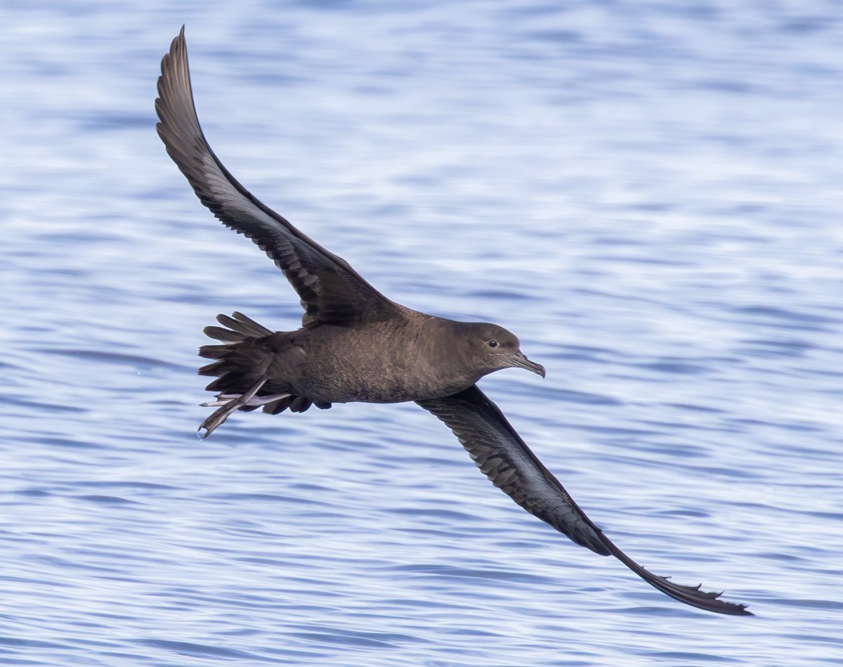 SOOTY SHEARWATER - Normally a dot on the horizon but we had three in a raft of Greats and Cory's - a privilege to see a sumptuous species. Scilly pelagic.