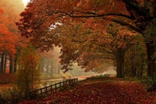 visualtherapy0's tweet image. October