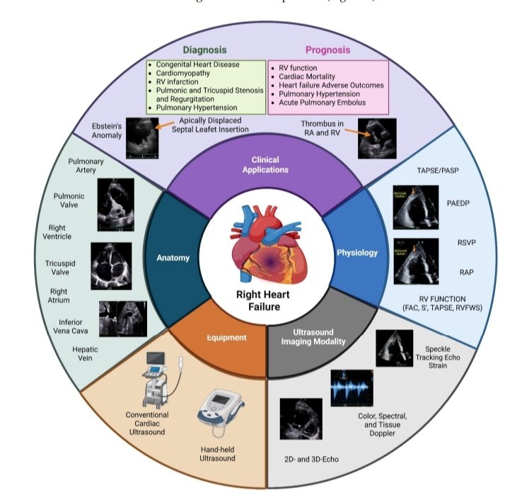 Aplicaciones Clínicas de la Ecocardiografía en la Falla Cardíaca Derecha 🫀📱

🔰📚J. Clin. Med. 2025

doi.org/10.3390/jcm141…

Enlace a Artículo Completo 👇🏻🆓✅t.me/SoMELaguna