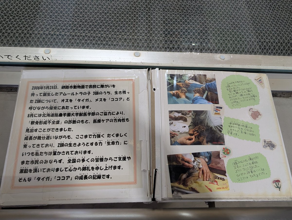 3人の園長が語るトークショーに参加させて頂きココアが生まれた時の山口元園長さんとお話させて頂きました
山口さんとココアの写真が本当に大好きでアップにしてpostしても良いですかと了承頂き
なんてステキな写真でしょう🥹
#釧路市動物園 　
#アムールトラ 
#ココア