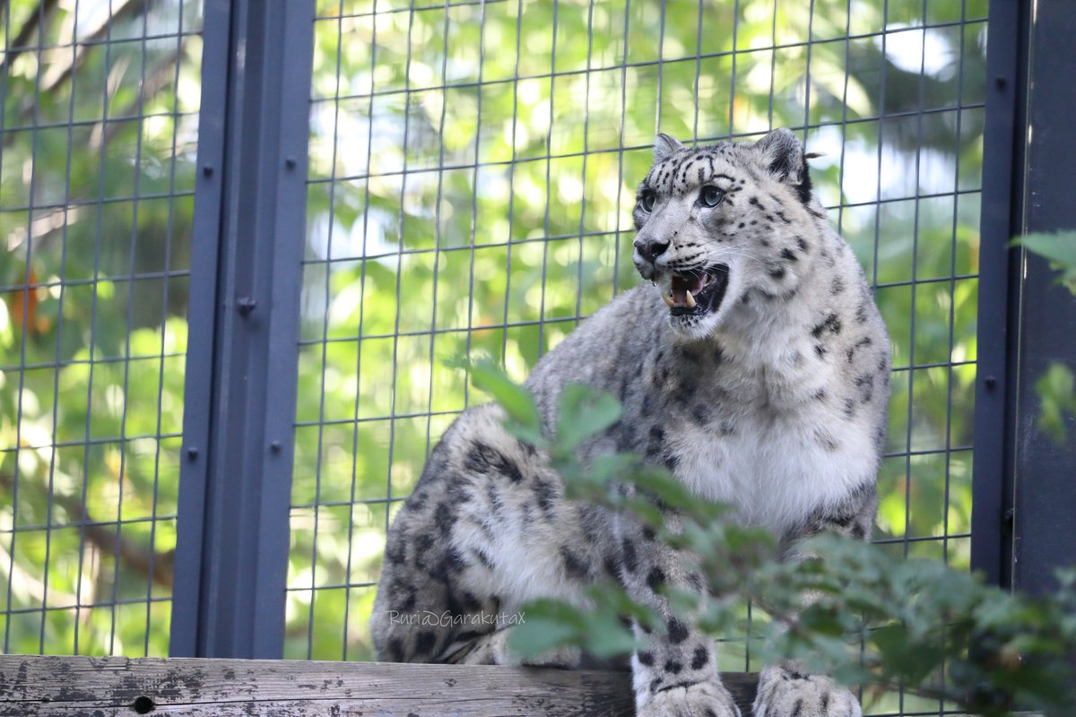 円山写ん歩
きらきら緑としじむちゃん
***
Take a walk at Maruyama Zoo
Snow leopard in sparkling greenery
***
🐾
🐾
#円山動物園 #ユキヒョウ #シジム
#maruyamazoo #snowleopard #sizim
