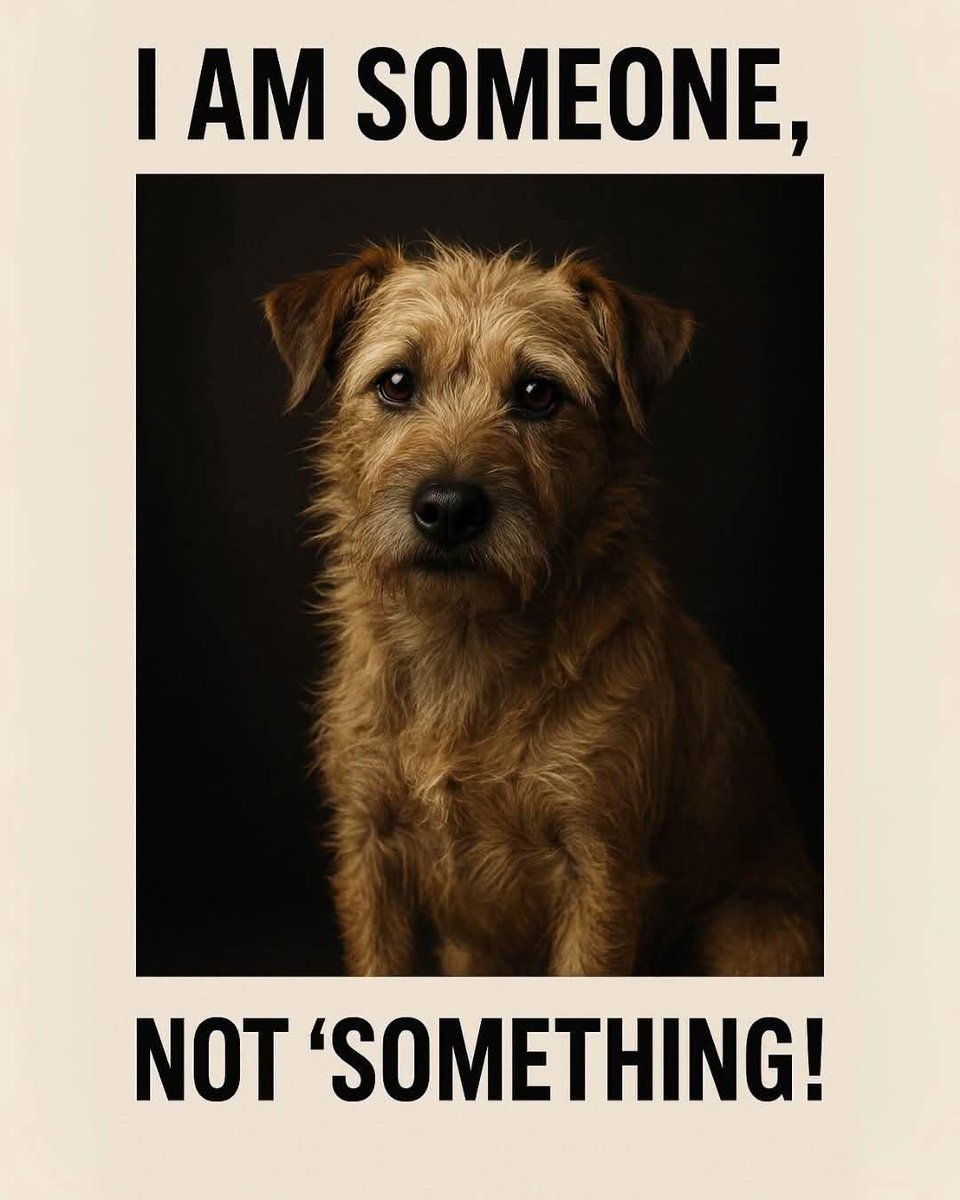 𝕏 Dogs (@_xdogs) on Twitter photo 