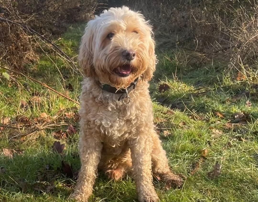 MissingPetsGB's tweet photo. RUFUS has been missing since May 31st from Kelvedon #Essex #CO5
His family are still searching every day. Please take a moment to watch, share, and spread the word. The more people who see his face, the closer we get to bringing him home πΎ #stolendoghour https://t.co/UODSaEVgoz