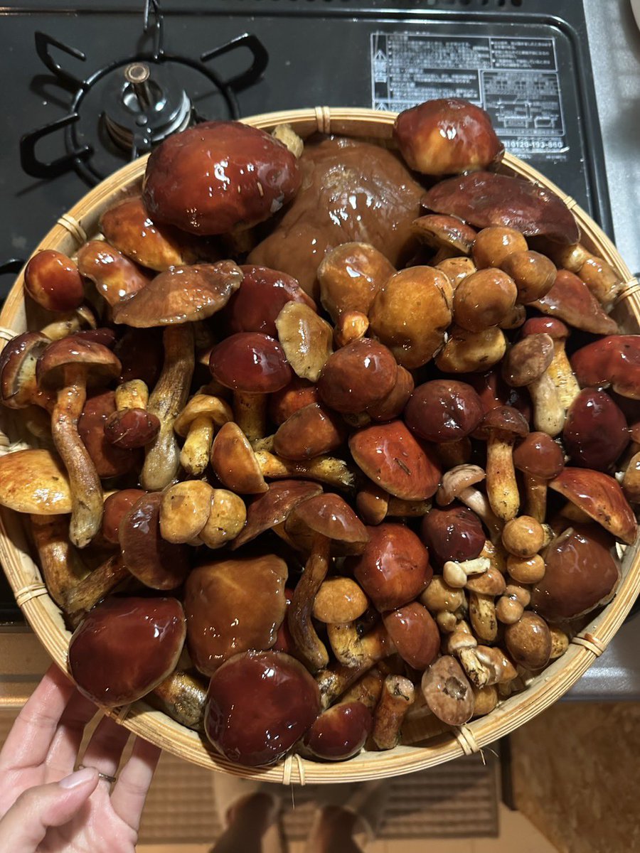 先日は3000m級の山を歩いてきのこ狩り🍄に！
お鍋にパスタに最高でした

よいきのこ山があれば教えてください😂