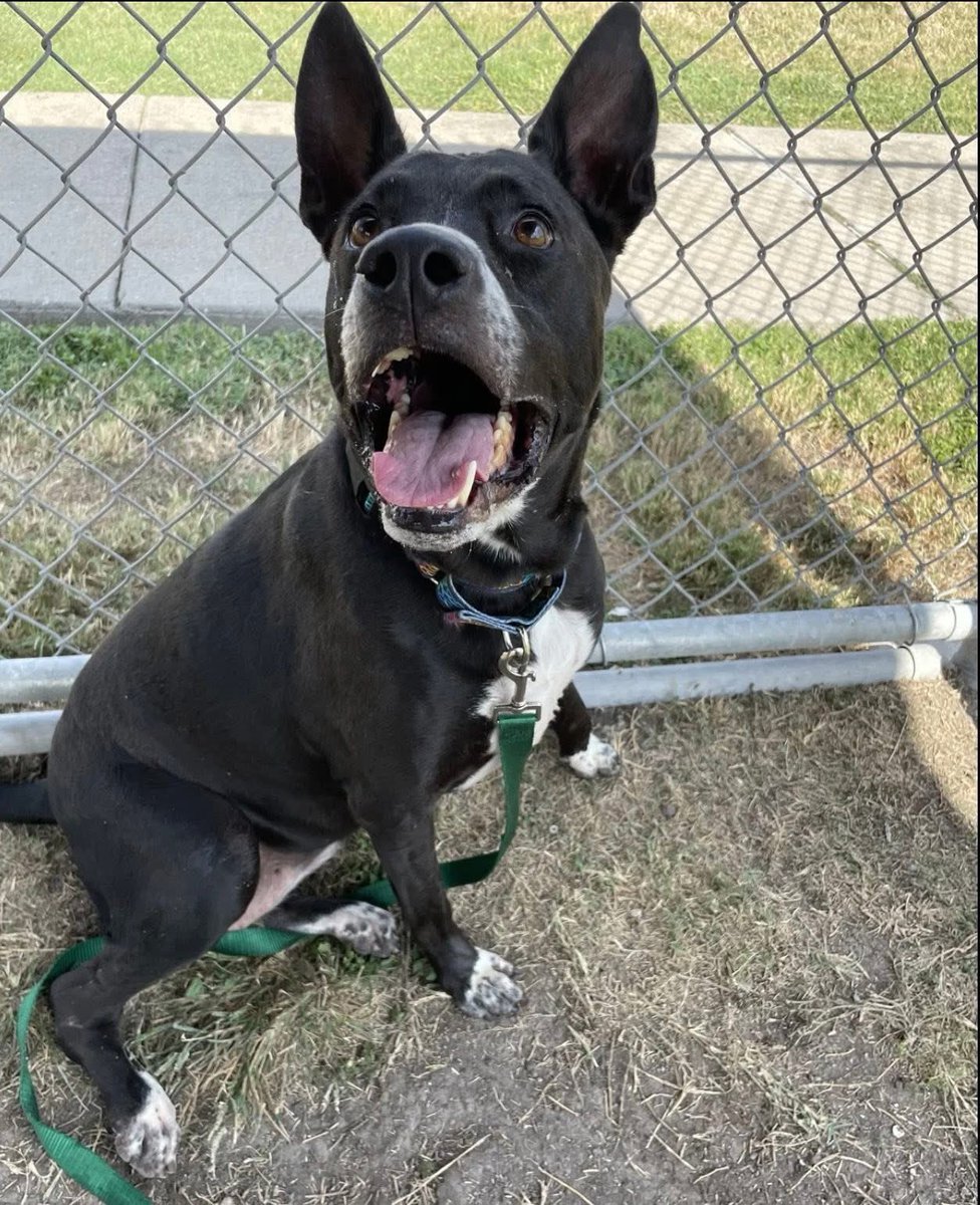 MELINA #A347854 5yo
Adorable little girl,so full of love,look into those beautiful brown eyes,see how SPECIAL she is!
She'd give anything for a loving home,she will love u like only a rescue dog can!
ADORABLE!
PLZ #ADOPT #FOSTER OR #PLEDGE FOR RESCUE ⛑️ #CORPUSCHRISTI #TEXAS