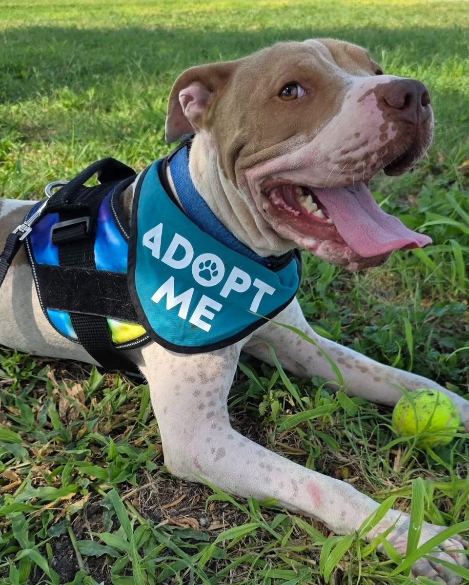 MICHELANGELO #A383167 4yo 
Such a treasure! FABULOUS DOG ALERT ⚠️ 
He has the sweetest personality,so easy going,gentle,playful,smart,well mannered,he is PERFECT 👌 
This is a GREAT little guy,plz don't let him DIE 
Plz #Adopt #Foster or #Pledge just plz hurry #CorpusChristi