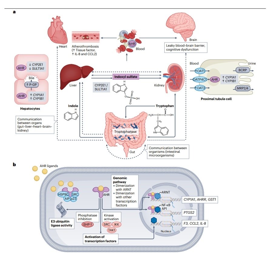 SOMELaguna's tweet photo. Guía Sobre Toxicidad Urémica😵‍💫☣️

🔰📚Nature Reviews Nephrology

https://t.co/hpFMfiwOn1

Enlace a Artículo Completo 👇🏻🆓✅https://t.co/rPEDXf5xvO https://t.co/YkchpVCunS