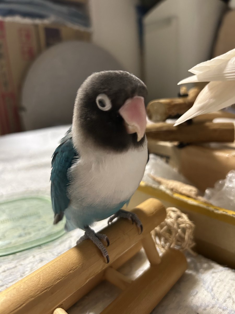 ガジガジガジガジガジガジガジ…

飼い主…ｶｲﾇｼｵﾃｾｲﾉﾀﾞﾝﾎﾞｰﾙｵﾓﾁｬ…
　　　　ｷﾆｲｯﾃﾓﾗｯﾀﾐﾀｲﾃﾞｽﾈ(*^ω^*)

#コザクラインコ 
#ボタンインコ
#ブルーボタンインコ
#インコ