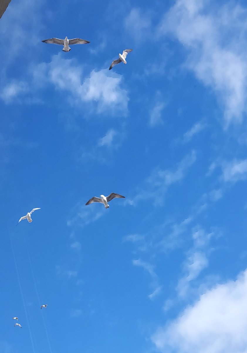 ...pc de gezinirken 

çevir gözlerini gökyüzüne bak,
gökyüzünde de okunacak çok şey var diye fırçalarını attılar🕊...

anlık danslarına eşlik etmemi isteyen güzellikler🤓📸🎵🎶

youtu.be/u2ah9tWTkmk?si…