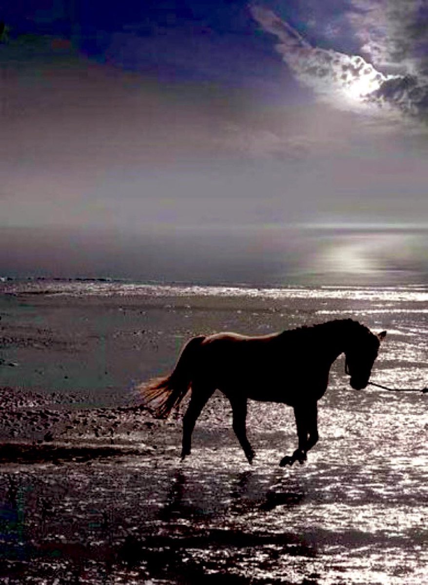 aldamasgi's tweet photo. 🌴لا أحَد يُرافِقك إلى الغُروبِ، إلا مَن رَآك شُروقًا                           
         يَستحِق الانتِظَار!🤍 https://t.co/ZwWmVL1egd