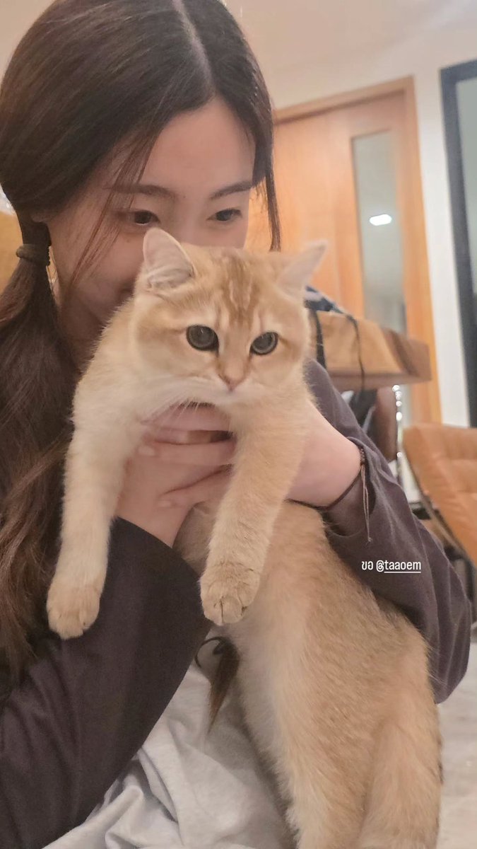 pear_jkp's tweet image. น้องอ๊ะได้เติมฮานิแมวของตาออมมาด้วย  สงสัยอยากเลี้ยงมากจริง ไปขอพี่เขาดื้อ ๆ เลย  หนูต้องไปขอแม่ก่อนอันดับแรก 😆