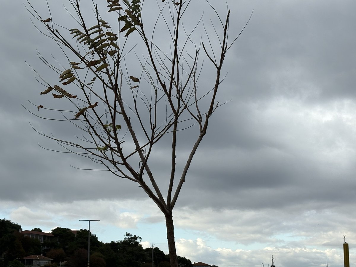 Şundan/ bundan😊
#adagünleri #mimkadraj