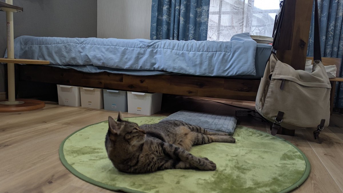 _pori_'s tweet photo. 不定期にゃんこ https://t.co/ANQREpVB6k