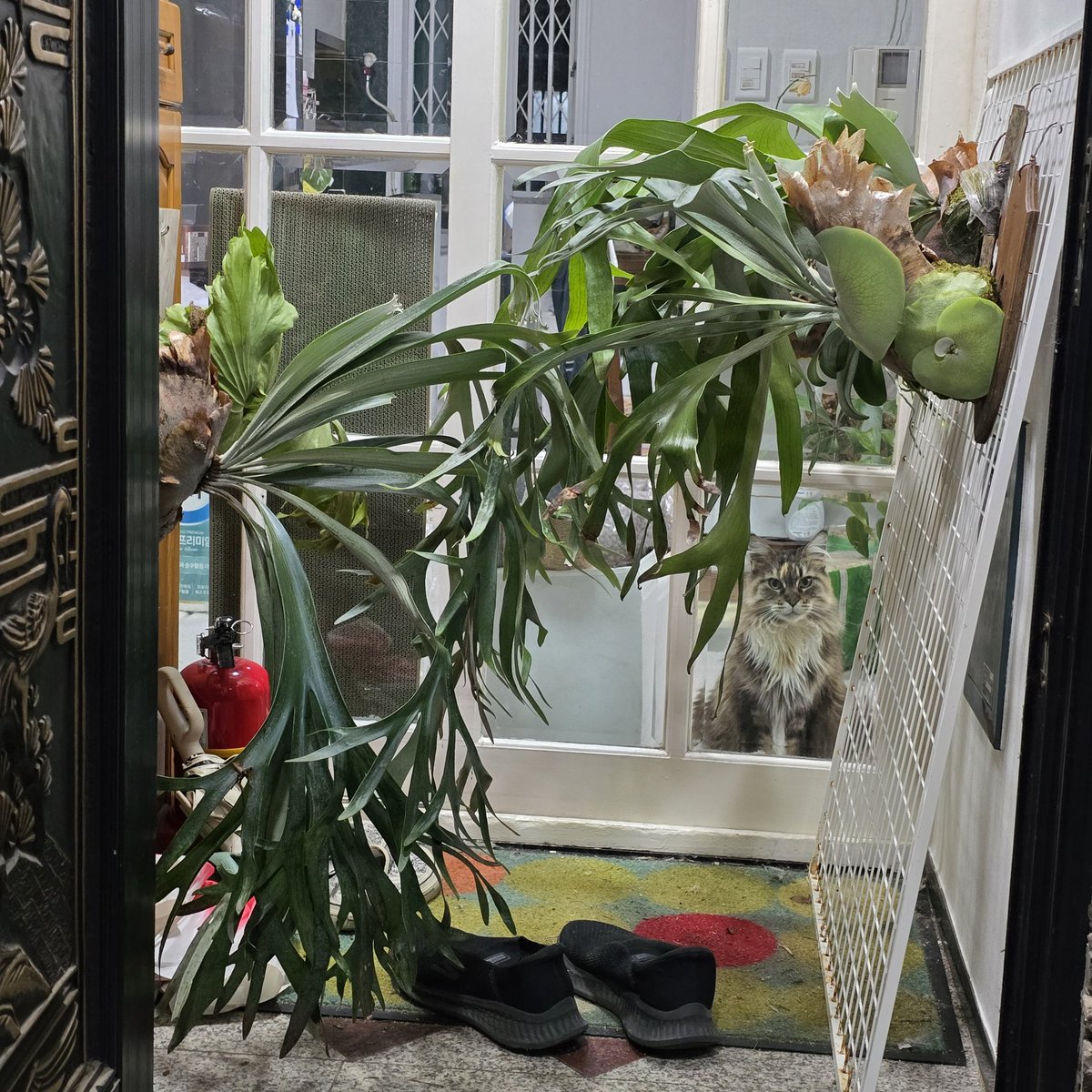 마당 담벼락 공사일정이 갑자기 결정돼서 아닌밤중 부랴부랴 식물들 집어넣고있는데 엄마 뭐하냐고 불만가득 어린이