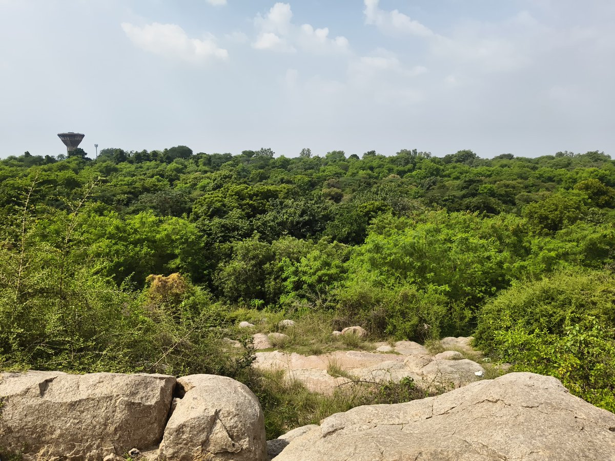 AspiringAntel's tweet image. Extensively explored the beautiful Campus. Perhaps not the best usage of real estate tho. Met @mihir_keshari. Sadly, @Jayvtweets wasn't available.
Will eat more of the mangsho JNU has to offer ( pic of nilgai is on an unrelated note )— have to try the kathi rolls they serve.