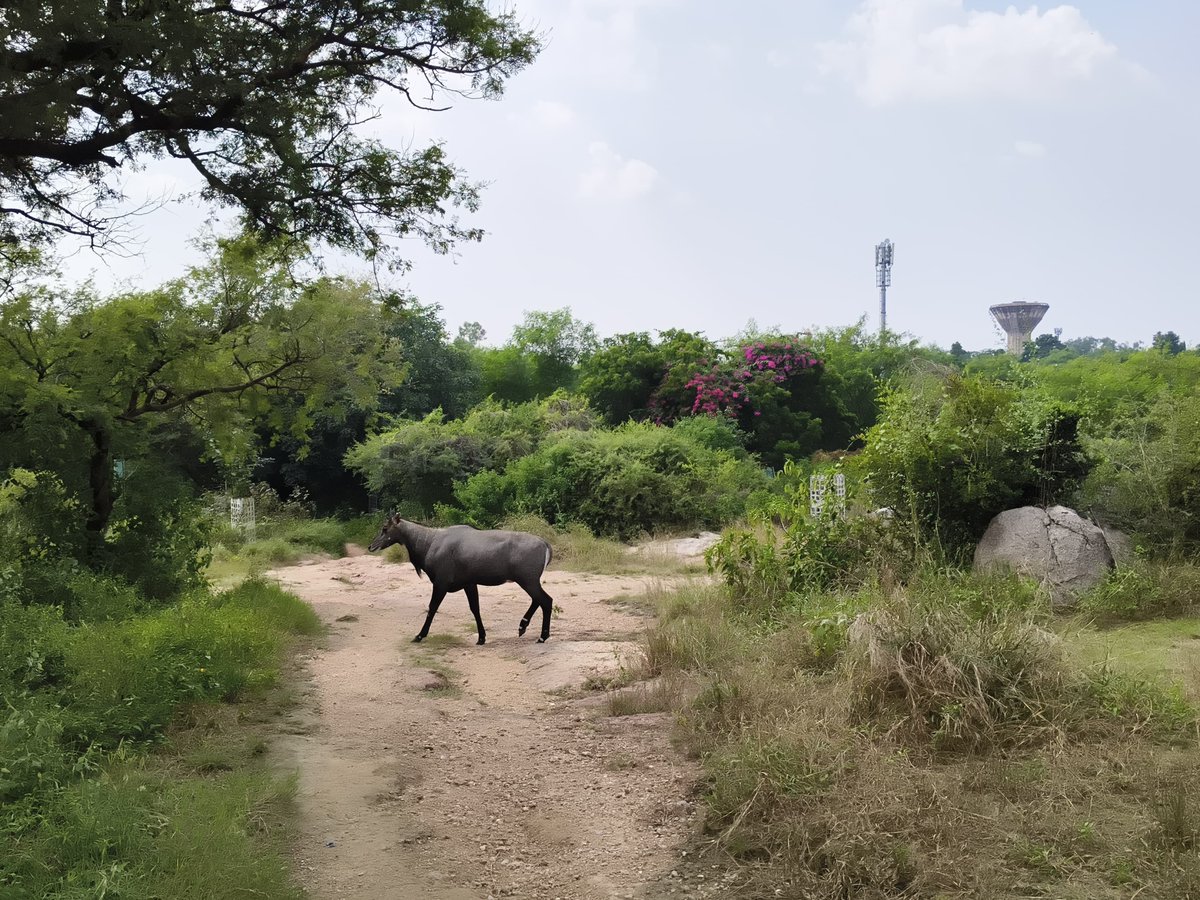 AspiringAntel's tweet image. Extensively explored the beautiful Campus. Perhaps not the best usage of real estate tho. Met @mihir_keshari. Sadly, @Jayvtweets wasn't available.
Will eat more of the mangsho JNU has to offer ( pic of nilgai is on an unrelated note )— have to try the kathi rolls they serve.