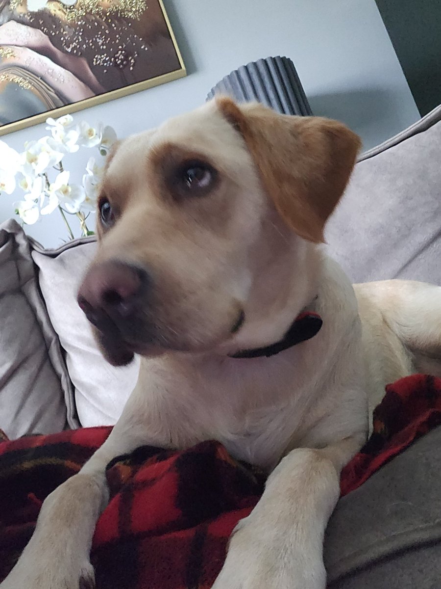 RubyxVakyries's tweet image. The face of a Pup that&apos;s unwell😢

&quot; Im sorry I puked on the carpet &amp;amp; my ass is on fire 🔥  mamma &quot; 😭

No Sunday sausage or puppacino for her today. Working mode on pause &amp;amp; life changed around how she needs.

She doesn&apos;t work for me, we work together❤️
#servicedogs