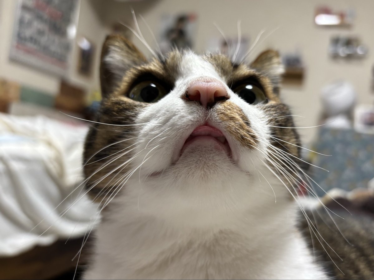 mifuyu_916's tweet image. とげまるかわいいかよ