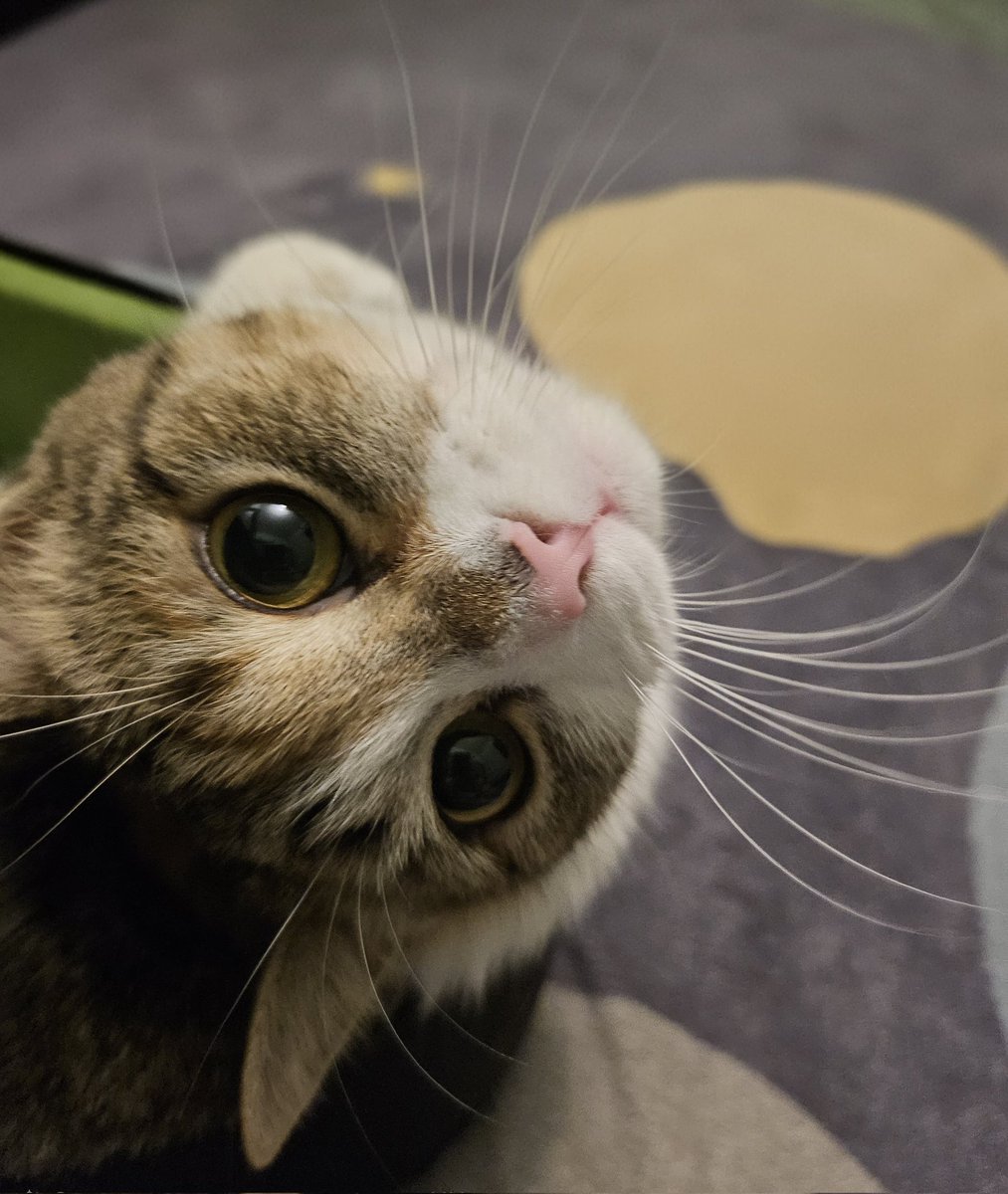 Mary20021512's tweet image. I swear he knows something the rest of us don’t 👀🐾

#CatVibes #PetLife #CatsOfTwitter 😺