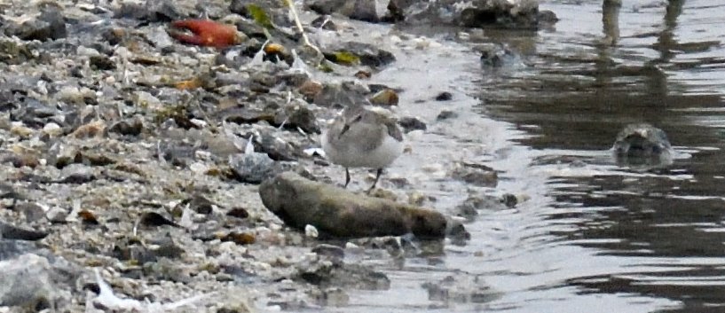 Finally caught up with the Temmincks Stint this morning at Wilstone. Generally in the company of a Ringed Plover and spent a good while asleep. Seen with Dave B (thanks Dave) Often very hard to see being so small and well camouflaged. Just record shots today <a href="/Hertsbirds/">Herts Bird News</a>
