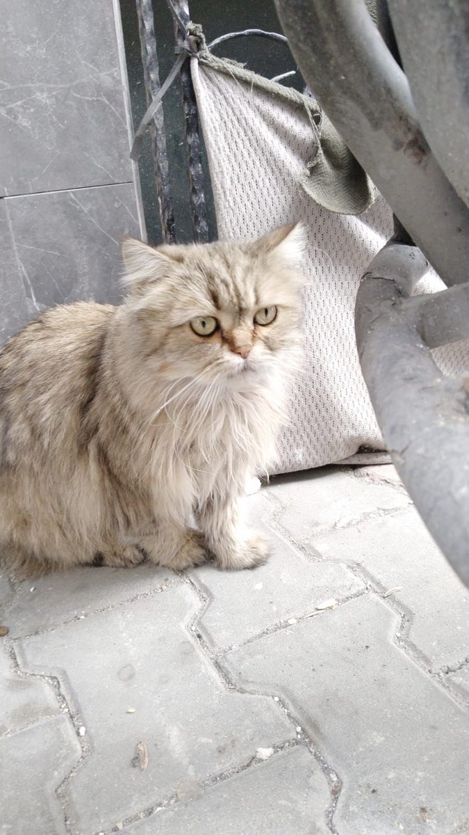İSTANBUL YUVA 

sokakta tek basına bulmuslar İstanbul ici her yere goturebilirlermis cipi yok maalesef 
lutfen rtleyin cins sokakta yapamaz